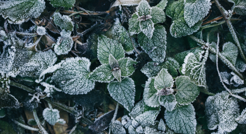 Les Huiles Essentielles en effet froid, comment ça marche ?